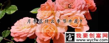 月季花什么季节开花？