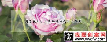 月季花叶子上有蜘蛛网是什么原因？