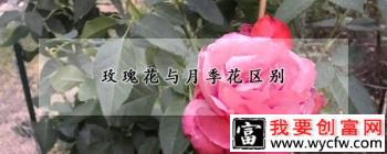 玫瑰花与月季花区别