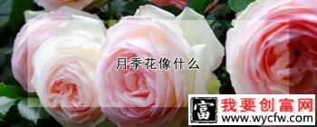 月季花像什么