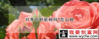 月季花籽能种吗？怎么种