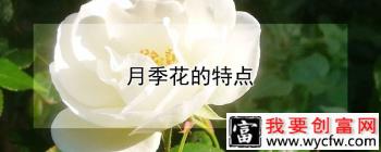 月季花的特点