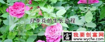 月季花的生长过程