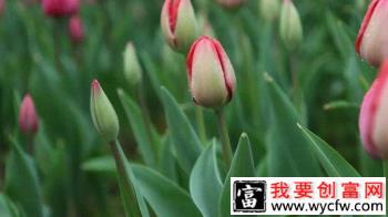 郁金香怎么醒花