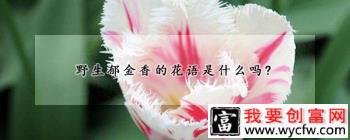 野生郁金香的花语是什么吗？