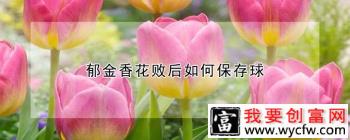 郁金香花败后如何保存球