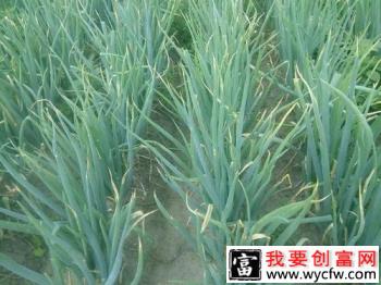 种植大葱什么时候施肥效果好？大葱什么时期需要施肥？