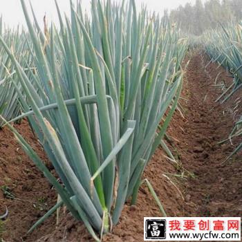 种植大葱什么时候施肥效果好？大葱什么时期需要施肥？