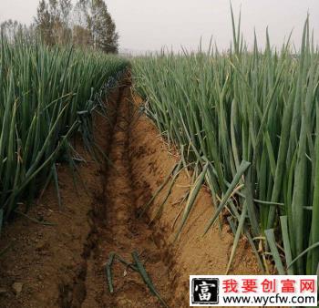 种植大葱什么时候施肥效果好？大葱什么时期需要施肥？