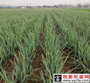 种植大葱如何施肥产量高？大葱什么时候需要追肥？