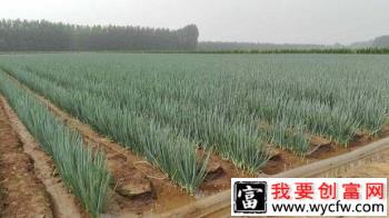 大葱除草剂有哪些，大葱除草用什么药好？