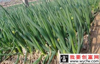 磷肥对大葱生长起什么作用？