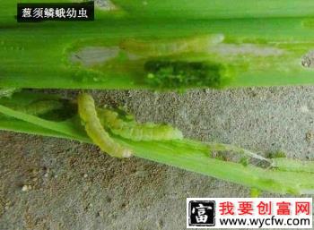 种植大葱如何防治葱蛾？