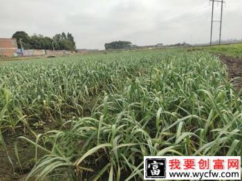 大蒜高产怎么施肥？种大蒜什么时候需要施肥？