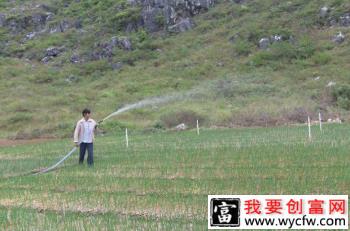 种植大蒜如何追肥、浇水？