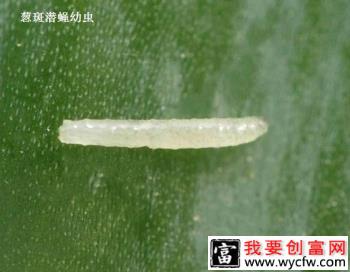 如何防治种蒜中的美洲斑潜蝇？