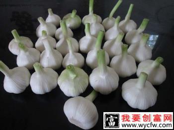 枣菊蒜2号品种好吗？