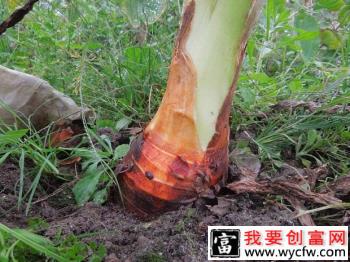 种植槟榔芋为什么要培土？