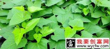 红薯的茎、叶有什么特点？