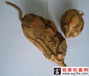 红薯茎线虫病如何防治？