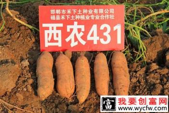 西农431红薯品种特点和产量介绍