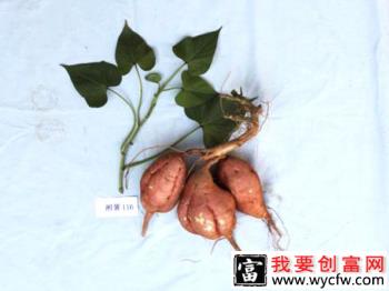 甘薯品种湘薯20号好不好？