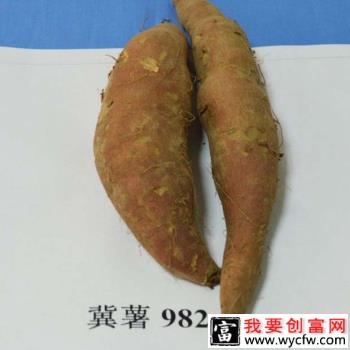 冀薯982红薯品种好不好？