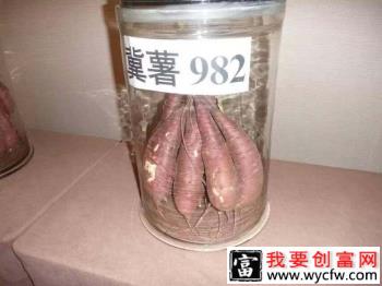 冀薯982红薯品种好不好？