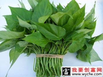 福菜薯18号红薯品种好不好？