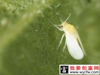 种瓠瓜如何防治烟粉虱？