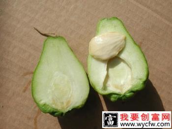 佛手瓜的种子可以食用吗有什么效果