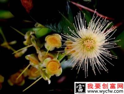 莲雾产期调节：莲雾如何催花？