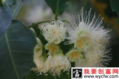 莲雾产期调节：莲雾如何催花？