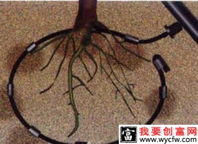 种植莲雾使用哪些方法浇水效果好？