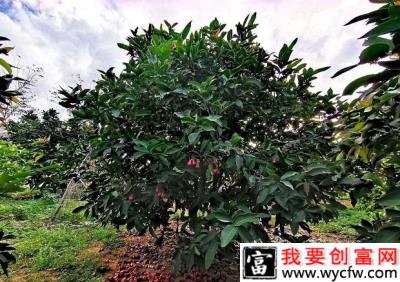 给莲雾施肥每次施多少，施什么肥料好？