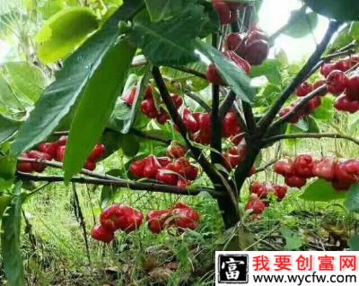 种植莲雾什么时候施肥好？