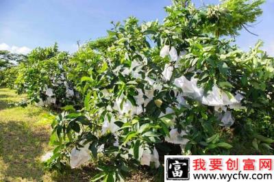 种植莲雾什么时候施肥好？