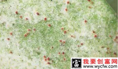 种植莲雾如何防治红蜘蛛？