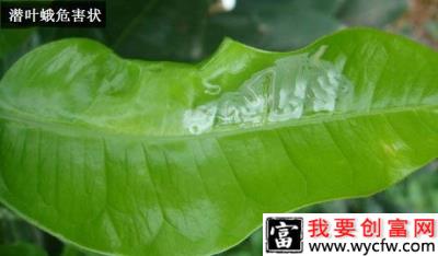 种植莲雾如何防治潜叶蛾？