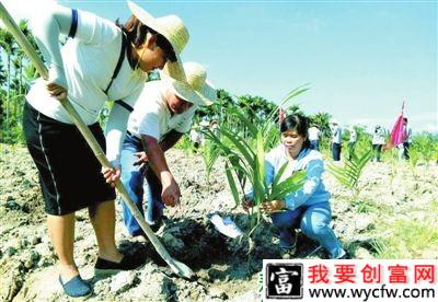 种植槟榔如何抗旱？