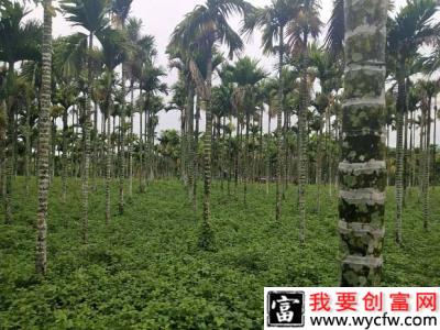 种植槟榔用什么方法浇水最好？