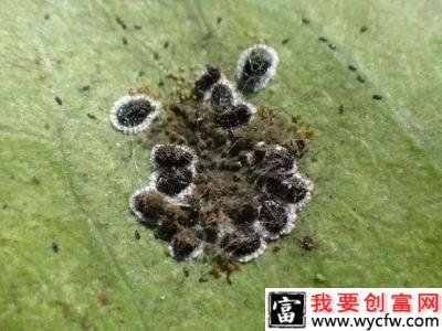 槟榔如何防治黑刺粉虱？