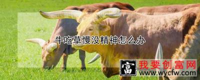 牛吃草慢没精神怎么办