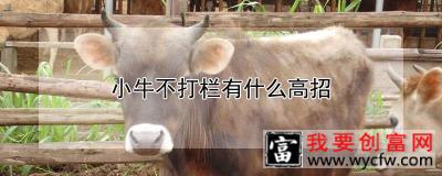 小牛不打栏有什么高招