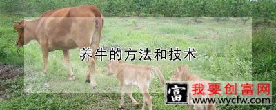 养牛的方法和技术