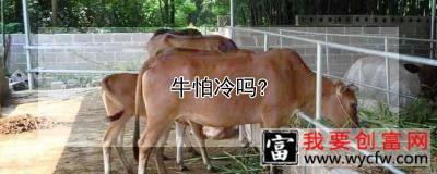 牛怕冷吗？