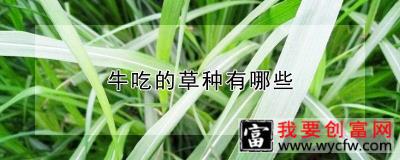 牛吃的草种有哪些