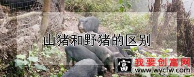 山猪和野猪的区别