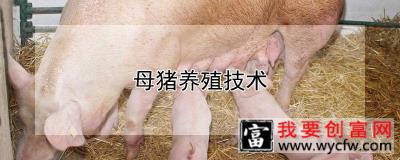 母猪养殖技术