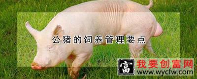 公猪的饲养管理要点